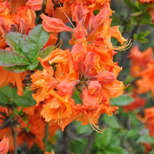 Azalia wielkokwiatowa Gibraltar Rhododendron (Knaphill-Exbury) 2