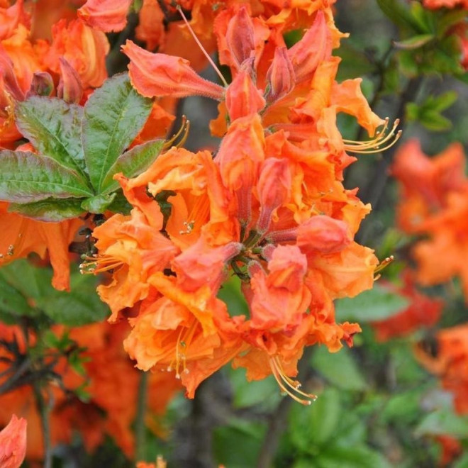 Rhododendron (Knaphill-Exbury) Azalia wielkokwiatowa Gibraltar