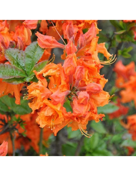 Rhododendron (Knaphill-Exbury) Azalia wielkokwiatowa Gibraltar
