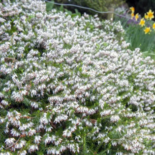 Wrzosiec krwisty Springwood White Erica carnea 2
