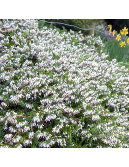 Springwood White Wrzosiec krwisty Erica carnea