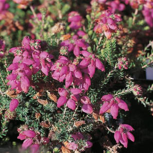 Wrzosiec watsona Mary Erica watsonii 2