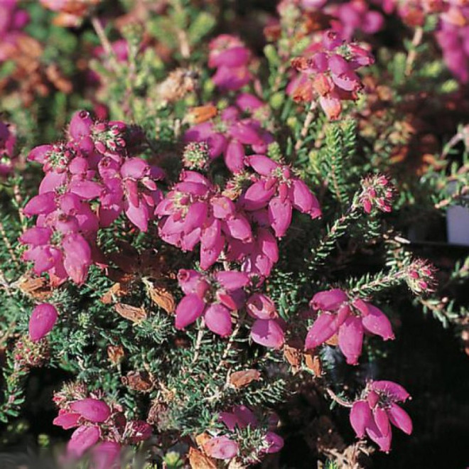 Mary Wrzosiec watsona Erica watsonii