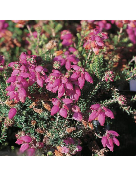 Mary Wrzosiec watsona Erica watsonii