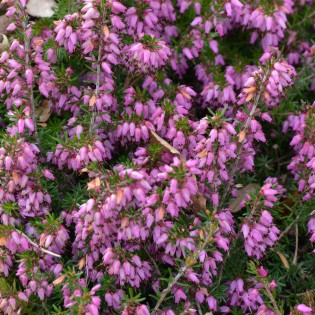 Wrzosiec watsona Mary Erica watsonii