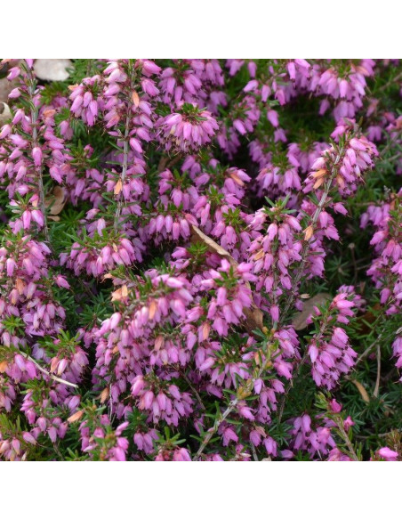 Wrzosiec watsona Mary Erica watsonii