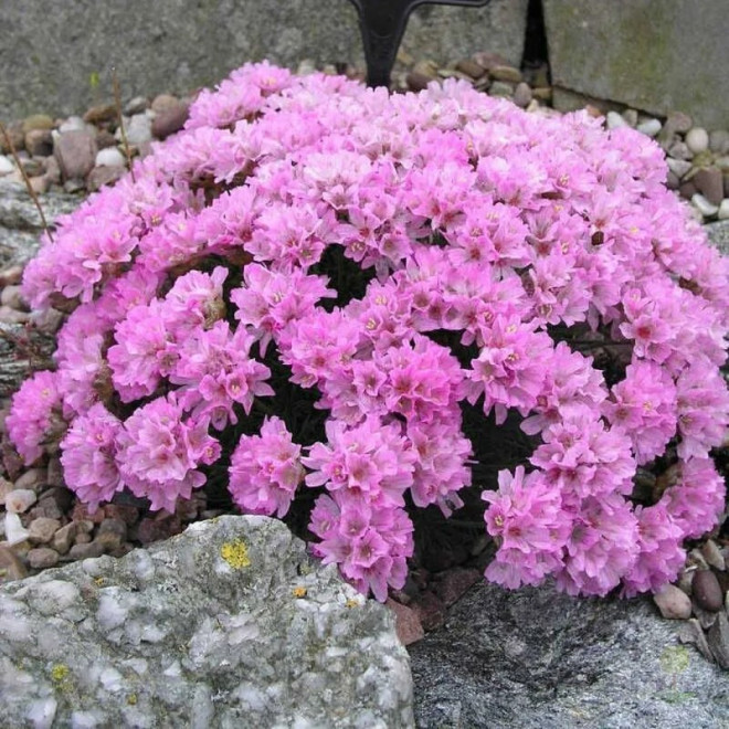 Zawciąg jałowcolistny Bevan's Variety Armeria juniperifolia