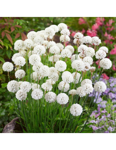 Zawciąg nadmorski Alba Armeria maritima