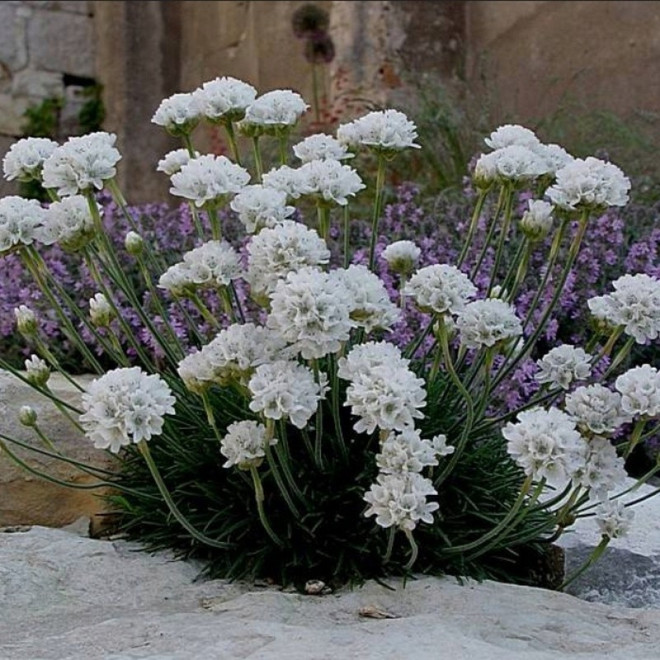 Armeria maritima Zawciąg nadmorski Alba