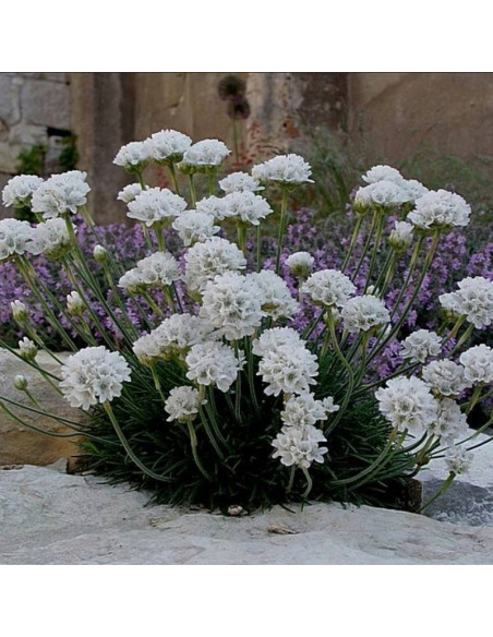Armeria maritima Zawciąg nadmorski Alba
