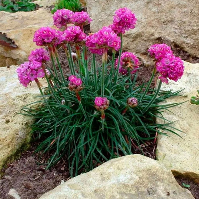 Zawciąg nadmorski Rubra Armeria maritima