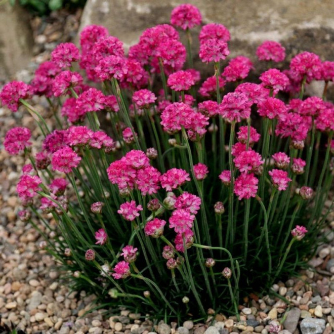 Zawciąg nadmorski Splendens Perfecta Armeria martima