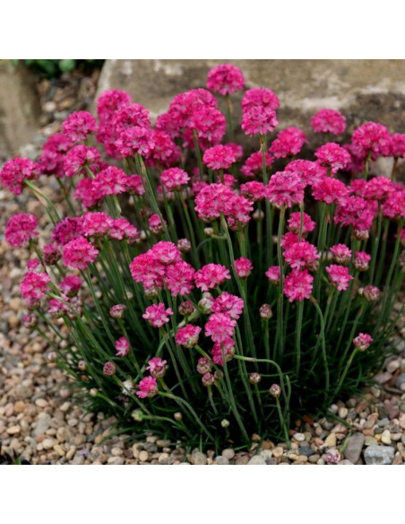 Zawciąg nadmorski Splendens Perfecta Armeria martima