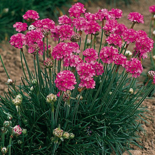Zawciąg nadmorski Splendens Perfecta Armeria martima 2
