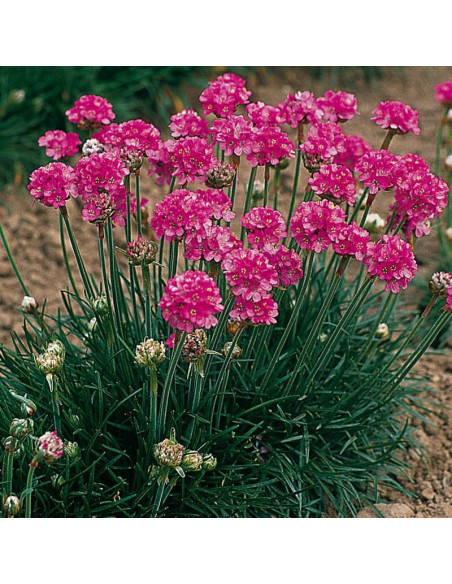 Splendens Perfecta Zawciąg nadmorski Armeria martima