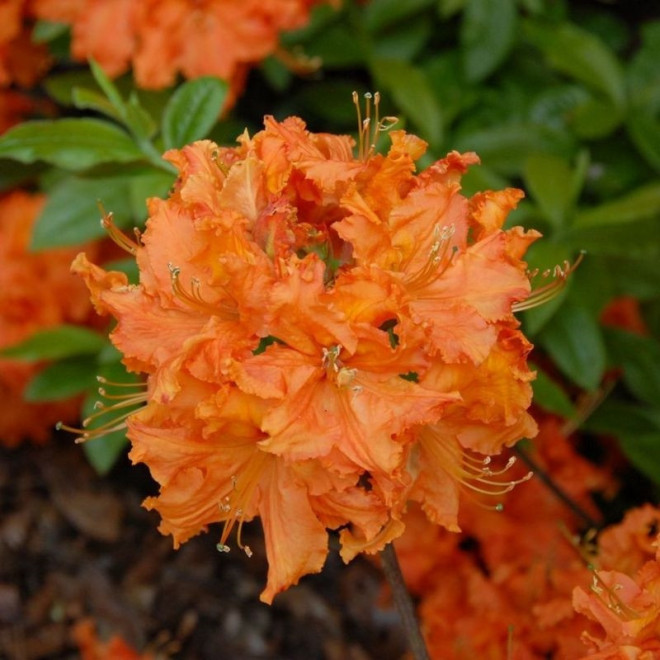 Gibraltar Azalia wielkokwiatowa Rhododendron (Knaphill-Exbury)