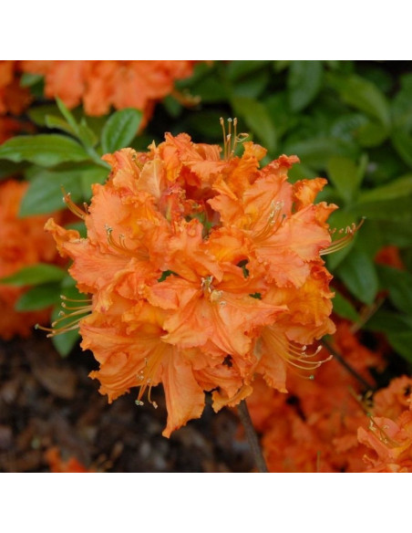 Gibraltar Azalia wielkokwiatowa Rhododendron (Knaphill-Exbury)