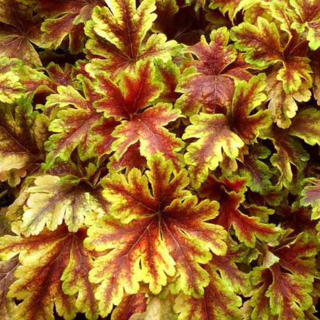 Żuraweczka Gold Zebra Heucherella