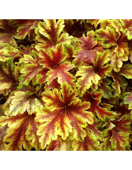 Żuraweczka Gold Zebra Heucherella