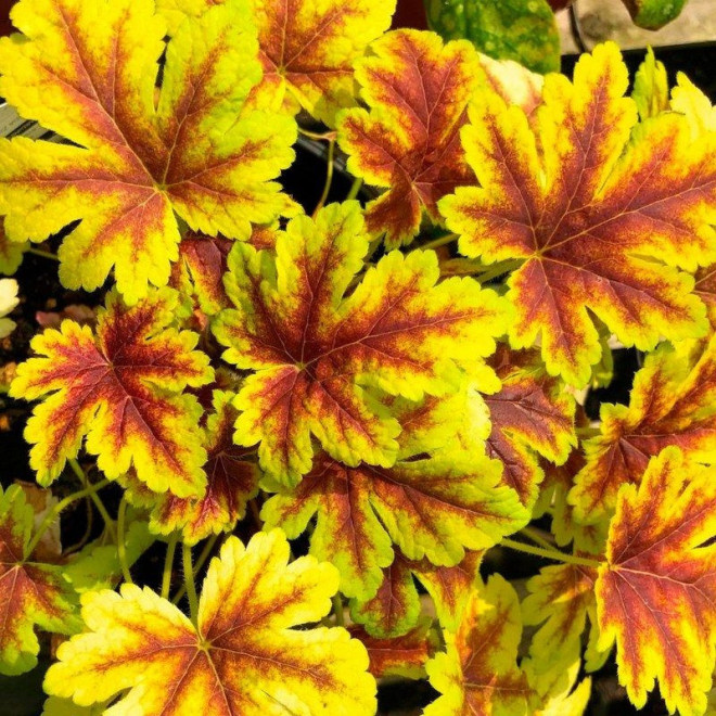 Gold Zebra Żuraweczka Heucherella