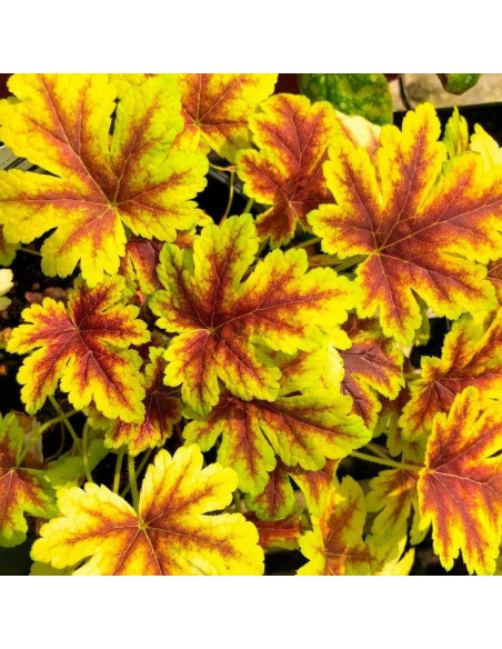 Gold Zebra Żuraweczka Heucherella