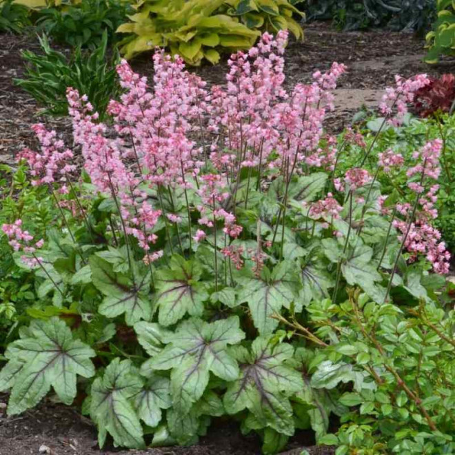 Żuraweczka Pink Revolution Heucherella