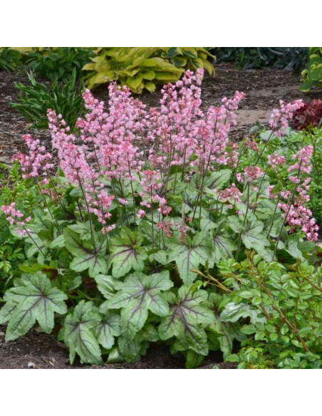 Żuraweczka Pink Revolution Heucherella