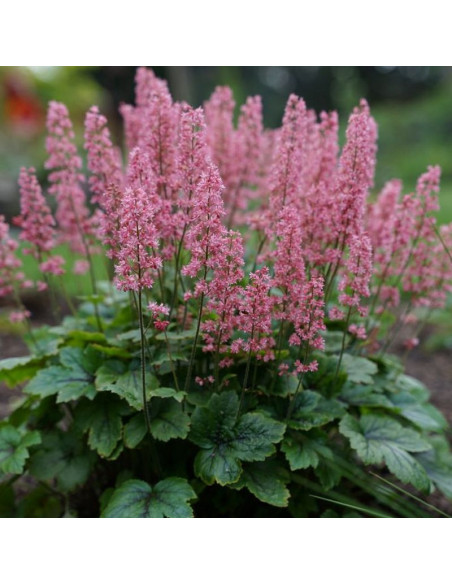 Pink Revolution Żuraweczka Heucherella