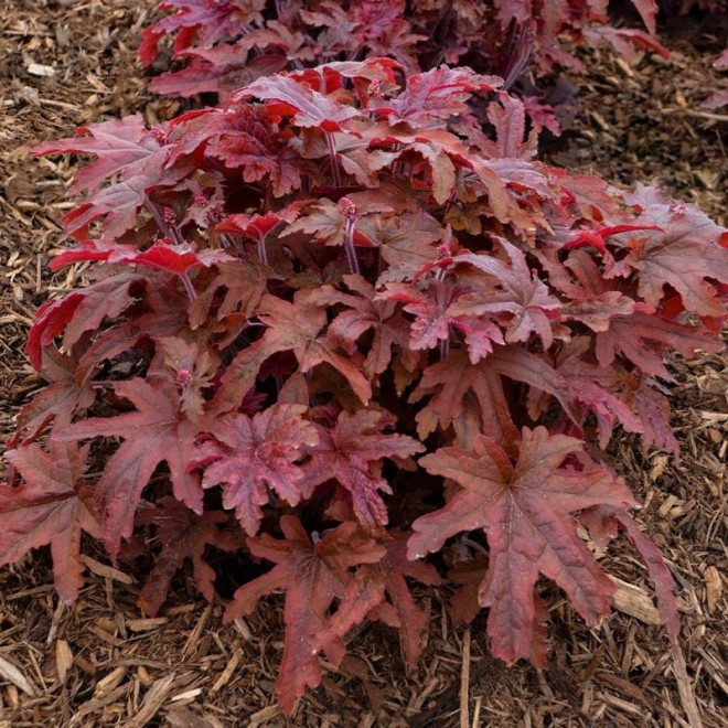 Red Rover Żuraweczka Heucherella