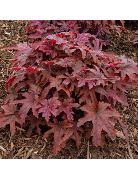 Red Rover Żuraweczka Heucherella
