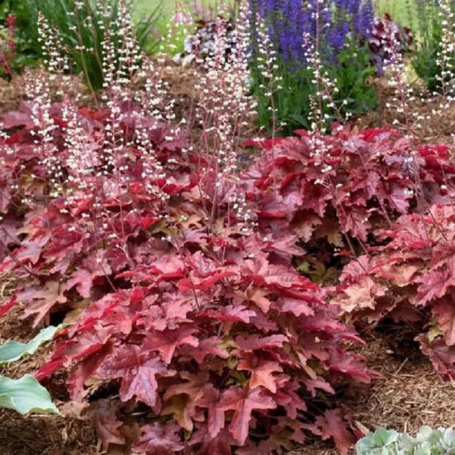 Żuraweczka Red Rover Heucherella