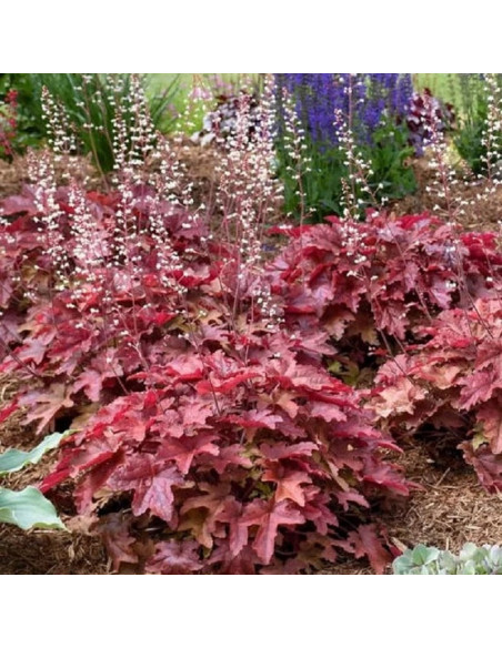 Żuraweczka Red Rover Heucherella