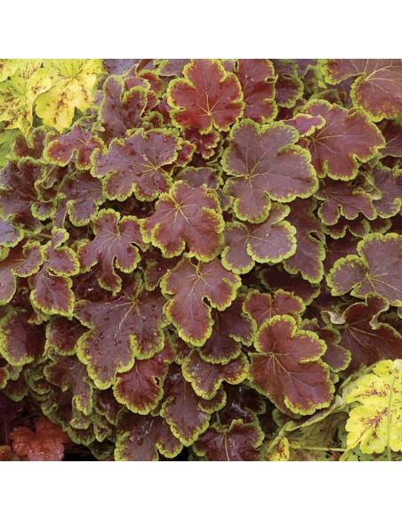 Żuraweczka Solar Eclipse Heucherella