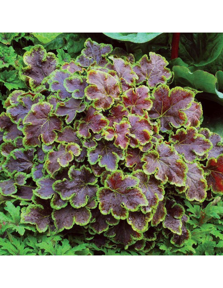 Solar Eclipse Żuraweczka Heucherella