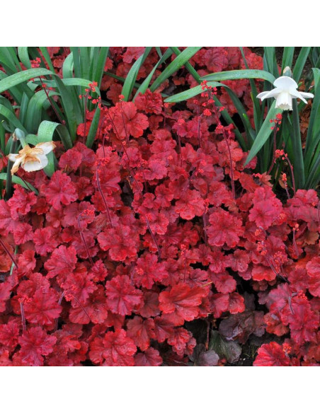 Żurawka Cherry Cola Heuchera