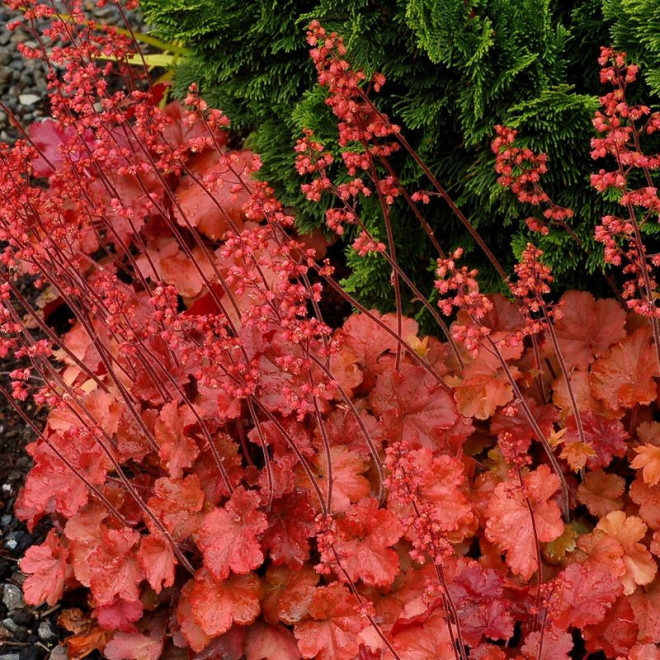 Cherry Cola Żurawka Heuchera