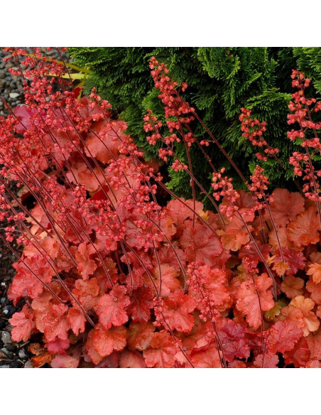 Cherry Cola Żurawka Heuchera