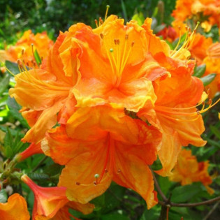 Azalia wielkokwiatowa Glowing Embers Rhododendron (Knaphill-Exbury) 2