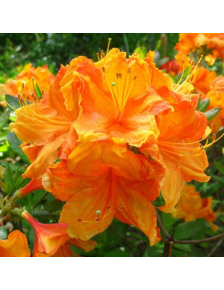 Glowing Embers Azalia wielkokwiatowa Rhododendron (Knaphill-Exbury)