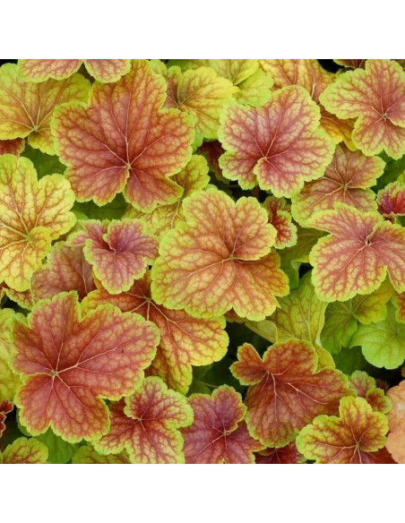 Żurawka Delta Dawn PBR Heuchera