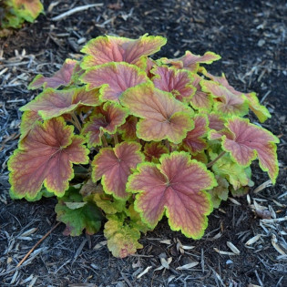 Żurawka Delta Dawn PBR Heuchera 2