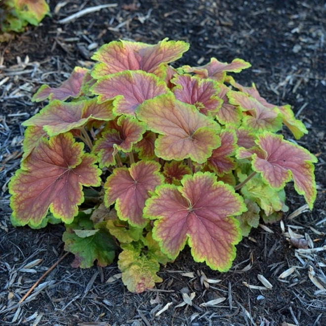 Delta Dawn PBR Żurawka Heuchera