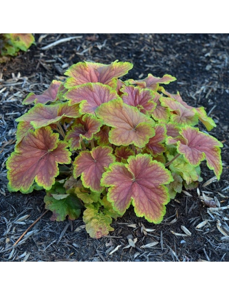 Delta Dawn PBR Żurawka Heuchera