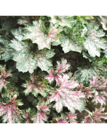 Żurawka Dew Drops Heuchera