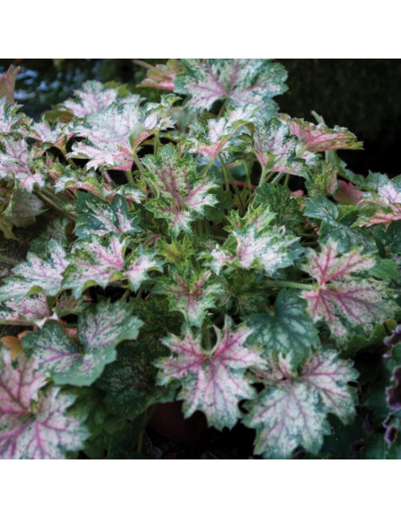 Dew Drops Żurawka Heuchera