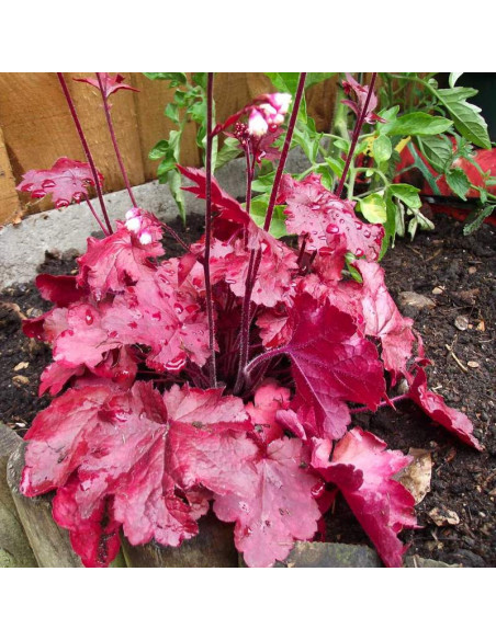 Żurawka Fire Chief PBR Heuchera