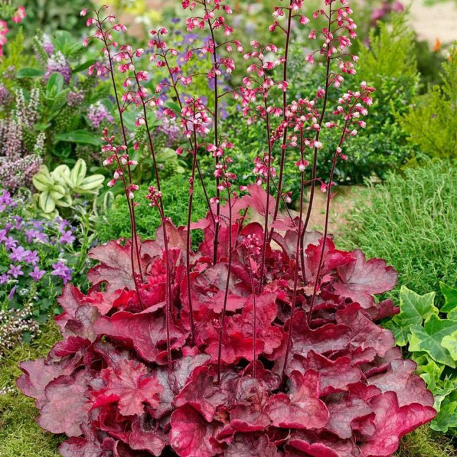 Heuchera  Żurawka Fire Chief PBR