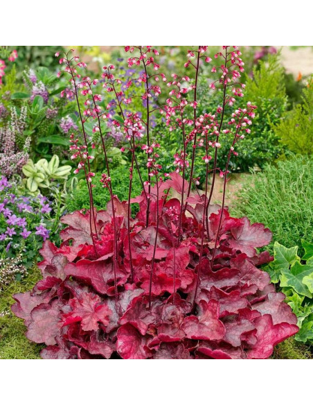 Heuchera  Żurawka Fire Chief PBR