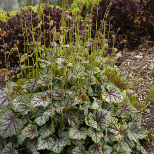 Żurawka Green Spice Heuchera