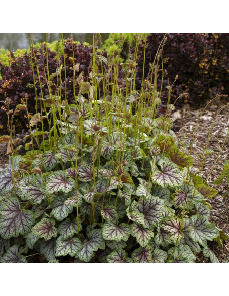 Żurawka Green Spice Heuchera